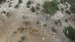 КАНАТНАЯ ДОРОГА. САФАРИ ПАРК. ГЕЛЕНДЖИК.