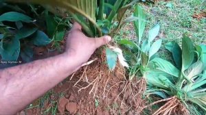 Peace Lilly Care and Propagation in Malayalam | How to Propagate and Grow Peace Lily in Water |