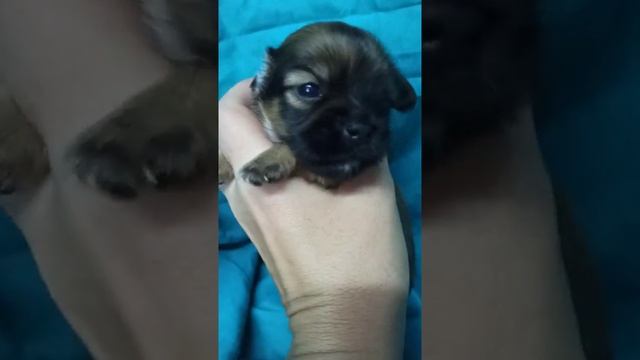 Chihuahua puppy red at the age of 15 days. / Рыжий щенок чихуахуа в возрасте 15 дней.