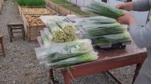 Миллион почти в руках. Продали лук на Привозе. Лук на перо за 30дней.