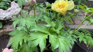 Посадка пионов в июне, делюсь опытом, пион ИТО гибрид Garden Treasure в контейнере