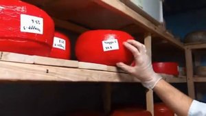 Созревание сыров Качотта и Чеддер