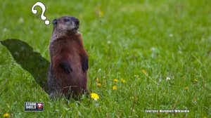 Groundhog Day Explained