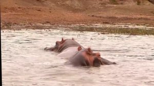 Safari Africa - Full Film in HD