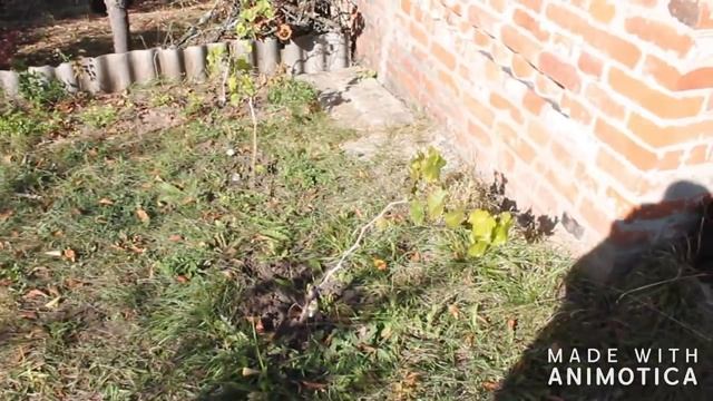 Что изменилось на даче за сезон 2018. Дачные хроники. Эпизод 1 #дача #сад #купилидачу