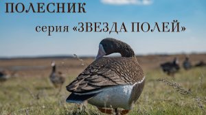 Полесник чучела для охоты на гуся. Серия Звезда Полей