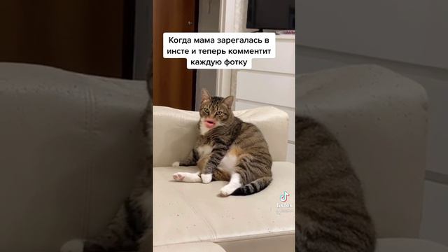Кот говорящий рот. Когда мама зарегалась в инсте и теперь комментит каждую фотку. смотреть онлайн