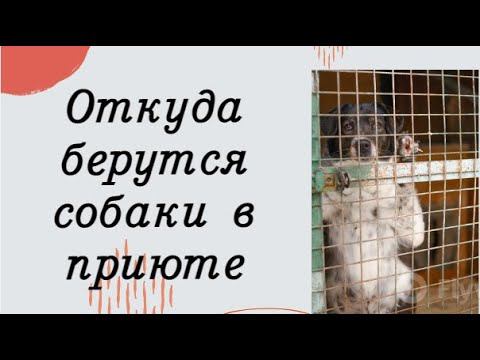 Как СОБАКИ попадают в ПРИЮТ. Пожалуйста, стерилизуйте ваших питомцев! Процесс уплотнения в приюте.