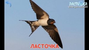 ПТИЦЫ. УЧИМ СЛОВА по картинкам. ПЕРВЫЕ слова для детей.