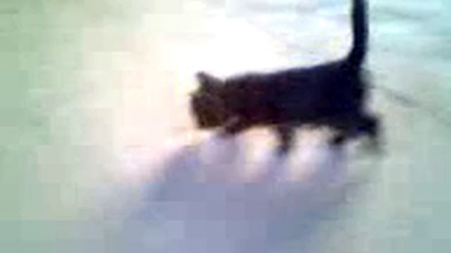 Дворняшка ушенячила котенка смотреть онлайн