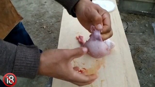 LAMP TESTICLES | Qo'chqor moyagini nima qilish k-k? | Lamp testicles kabob | Grilled lamp testicles смотреть онлайн