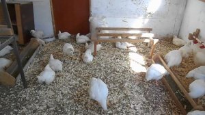 Выращивание бройлеров РОСС 708 без комбикорма Итоги