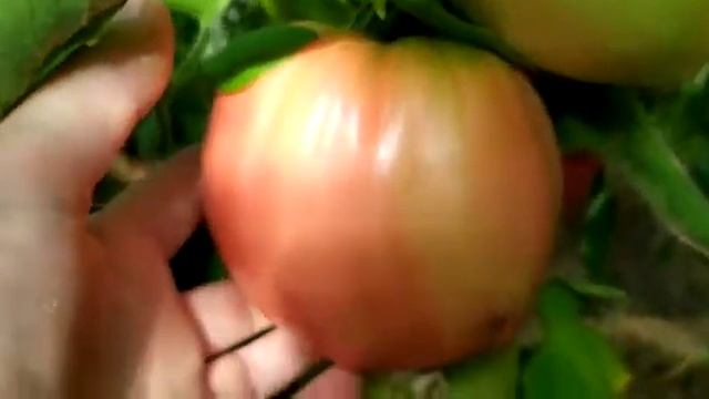 ЛУЧШИЙ СОРТ ТОМАТА ДЛЯ ПОДМОСКОВЬЯ: ЛЮБИМЫЙ ПРАЗДНИК! смотреть онлайн