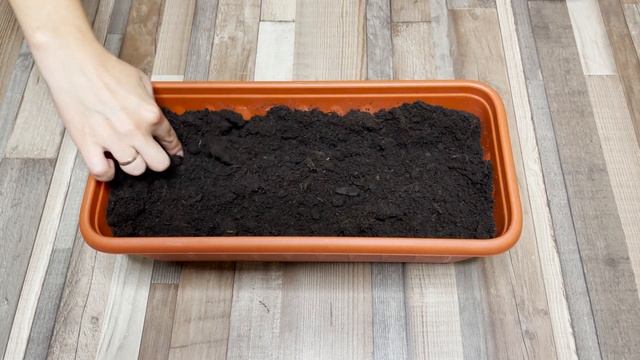 Как посадить редиску дома: подробная инструкция смотреть онлайн