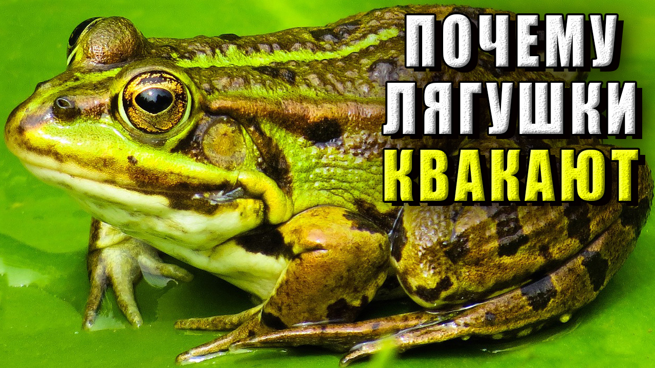 Почему лягушки квакают