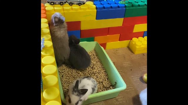 Крольчата знакомятся с Папой. Карликовые кролики. Милые животные. смотреть онлайн