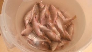 Солим и сушим окуня, карася, плотву потрошеных