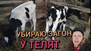 Уборка у телят в загоне. Встречаем маму из больнице.
