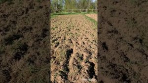 Вспашка целены мотоблоком УГРА.22 мая 2022 г