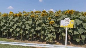 Демонстрационные посевы гибридов подсолнечника