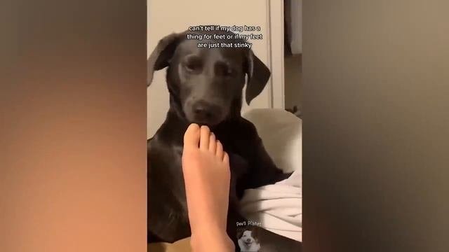 Домашние любимцы жгут