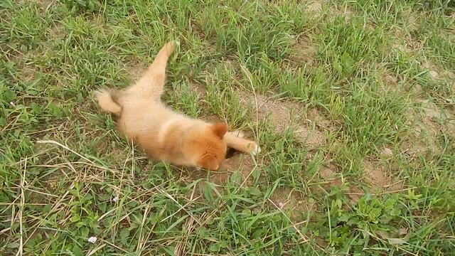 Кучум мышиная охота 15 06 14 смотреть онлайн