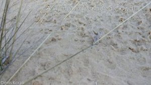 Пустынный Южнорусский тарантул среди моря песка. Счастливый автор @DenisKorza ?️?️