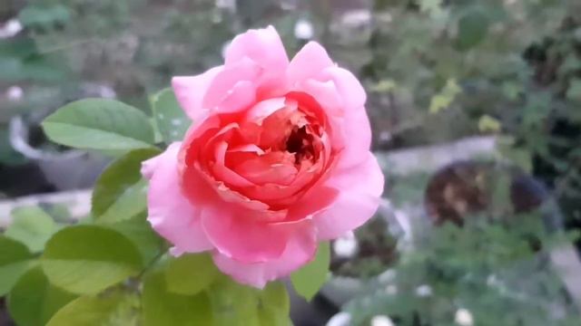 moulin de la galette roses are starting to be beautiful смотреть онлайн