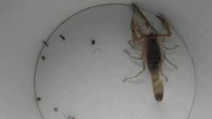 КОРМЛЕНИЕ СКОРПИОНА -FEEDING SCORPION