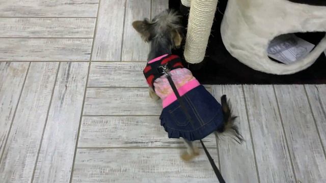 ЧТО Нужно КУПИТЬ Для ЩЕНКА? Покупаем Виве платье и вкусняшки || ПОКУПКИ ДЛЯ ЙОРКШИРСКОГО ТЕРЬЕРА смотреть онлайн