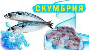 СКУМБРИЯ. Все о рыбе и рецепт скумбрии пряного посола !