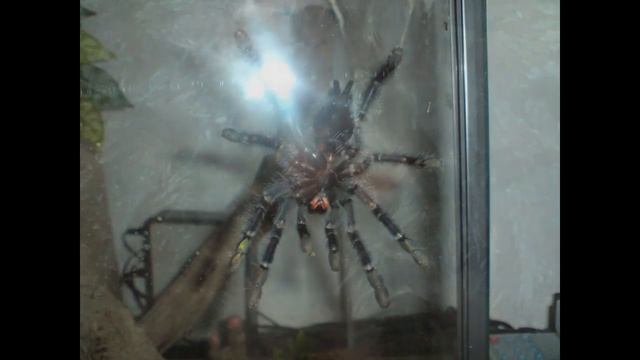 Avicularia Purpurea ( Aurelia ) смотреть онлайн