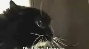 Говорящий кот