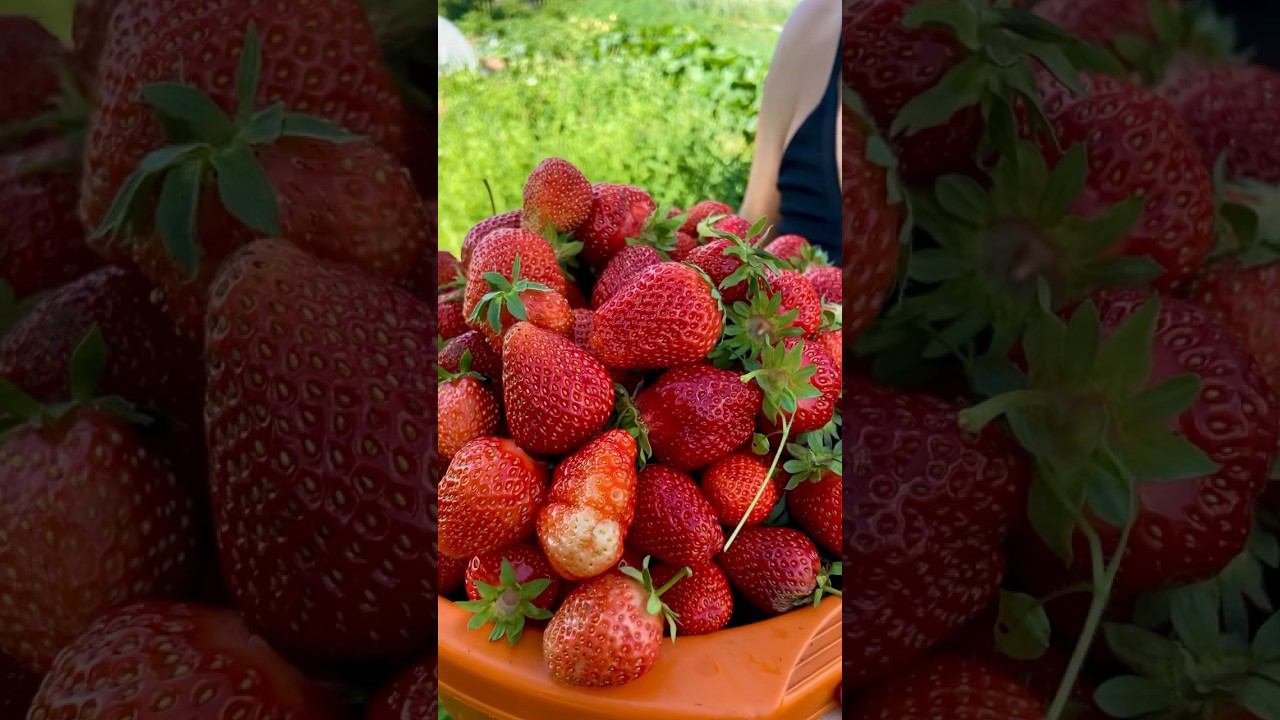 Друзья, всем привет! смотреть онлайн