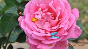 Роза чайно-гибридная Пинк Пис (rose pink peace) ? Пинк Пис обзор: как сажать, саженцы розы Пинк Пис