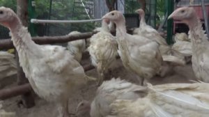 Содержание индюков Хайбрид Конвертер. Полное видео о сезоне 2021 года.