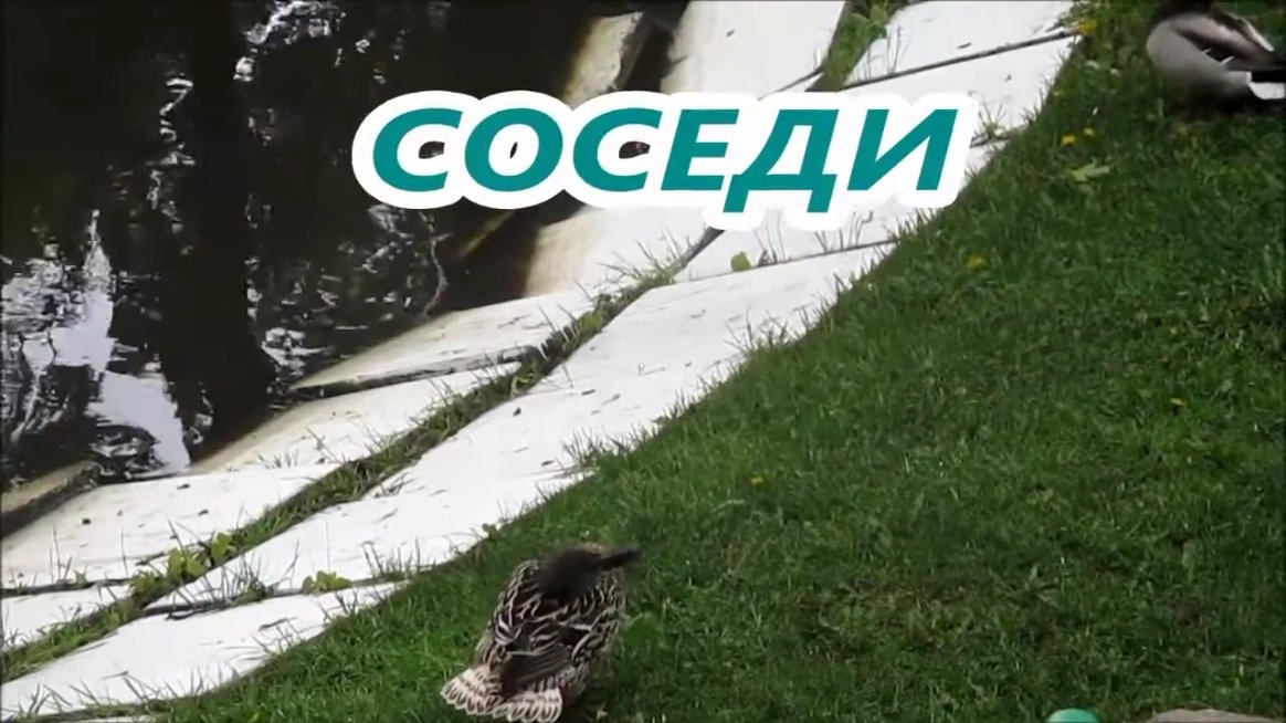 СОСЕДИ