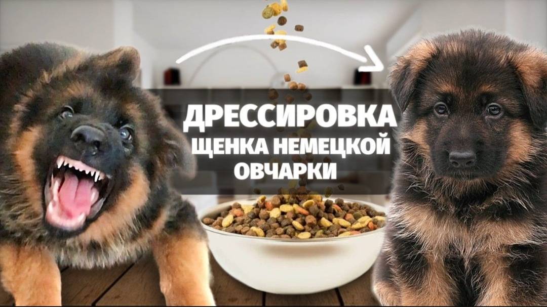 Дрессировка щенка #немецкаяовчарка