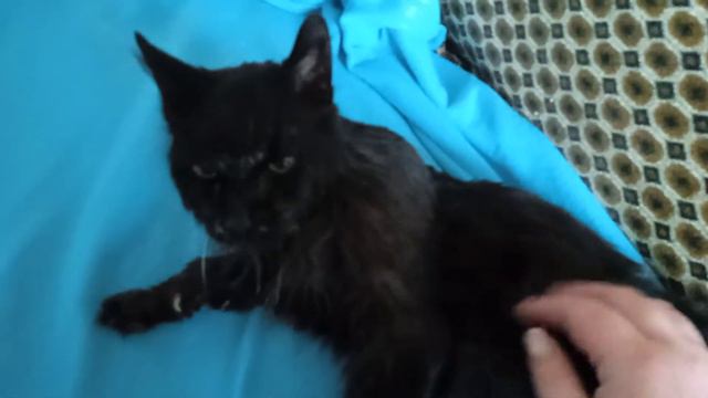 Мой любимый кот Джимка (Джимми). 25 лет смотреть онлайн