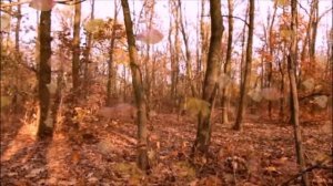 Прогулка влюбленной пары