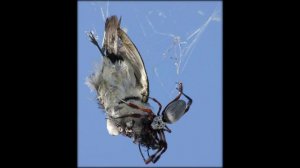 САМЫЕ БОЛЬШИЕ И ОПАСНЫЕ ПАУКИ НА ПЛАНЕТЕ!!!