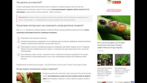 Эухарис после цветения: что делать с цветоносом и как ухаживать за амазонской лилией в этот период?