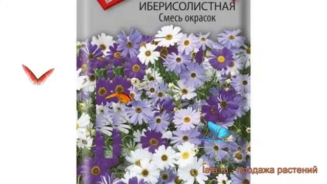 Брахикома обыкновенный Брахикома иберисолистная ? обзор: как сажать, семена брахикомы