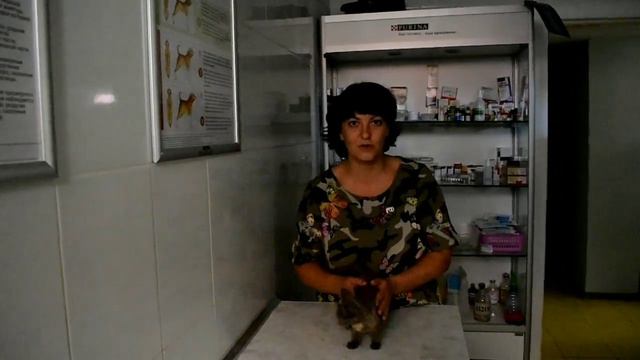 Лечение бездомных животных. Кто, кроме нас? смотреть онлайн