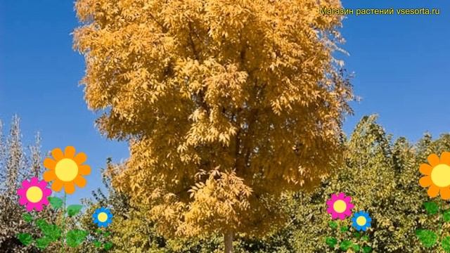 Береза повислая на штамбе Голден Клауд. Краткий обзор, описание betula pendula Golden Cloud