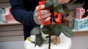 Обзор на розы "Испания"