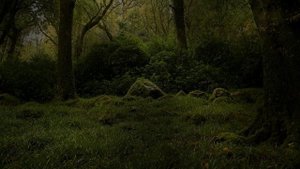 Футаж. Летний пейзаж 22  Footage. Summer landscape 22