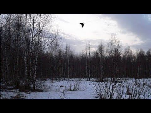 Охота на вальдшнепа весной с русским охотничьим спаниелем.