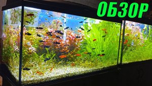 Обзор всех аквариумов на разводне. Аквариум 4К