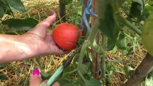 Томат ЛЮБИМЫЙ ПРАЗДНИК обзор